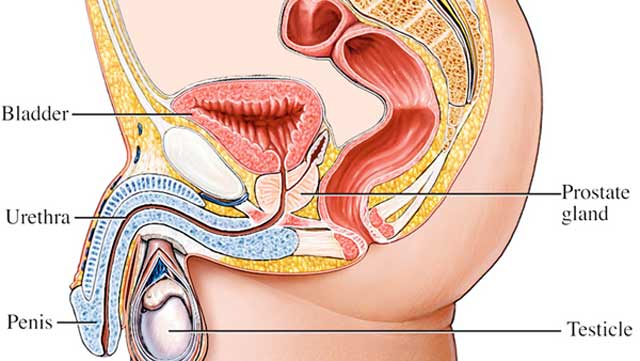 Bush meat, goat meat, erection tablets, others increase risk of prostate cancer – Expert