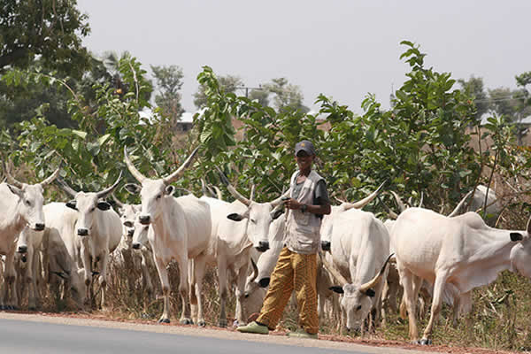 4 Killed, 60 Cows Missing as gunmen invade Miyetti Allah camp in Anambra