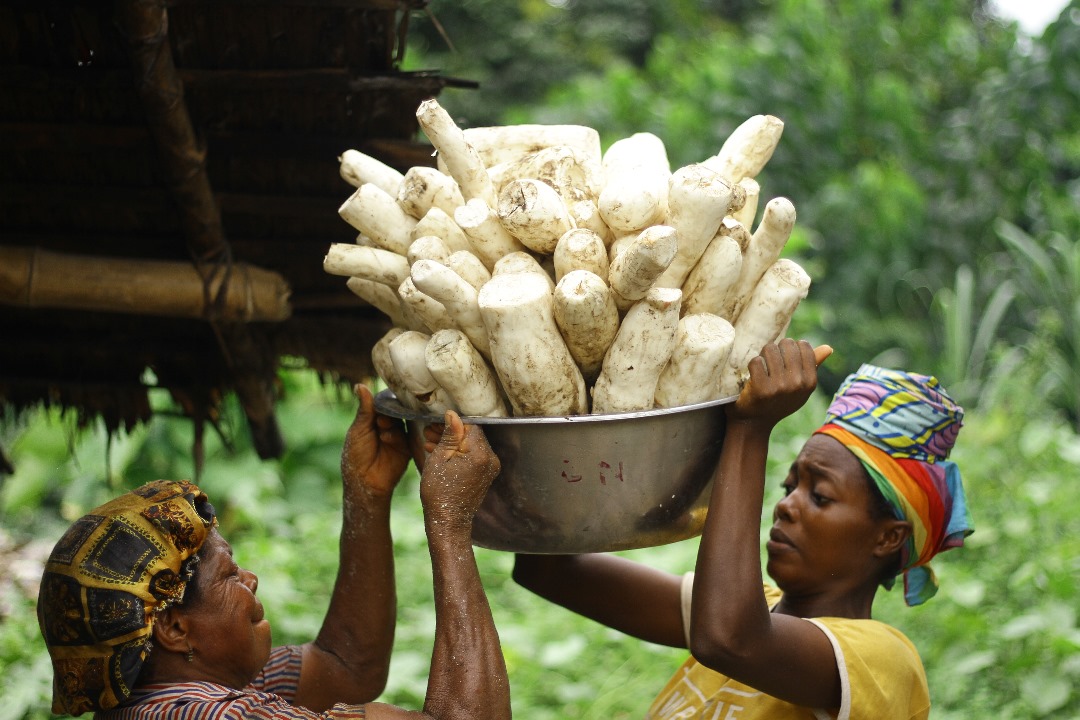 Foundation supports over 1,000 Nigerians on 'Green Recovery', plants over 250, 000 trees